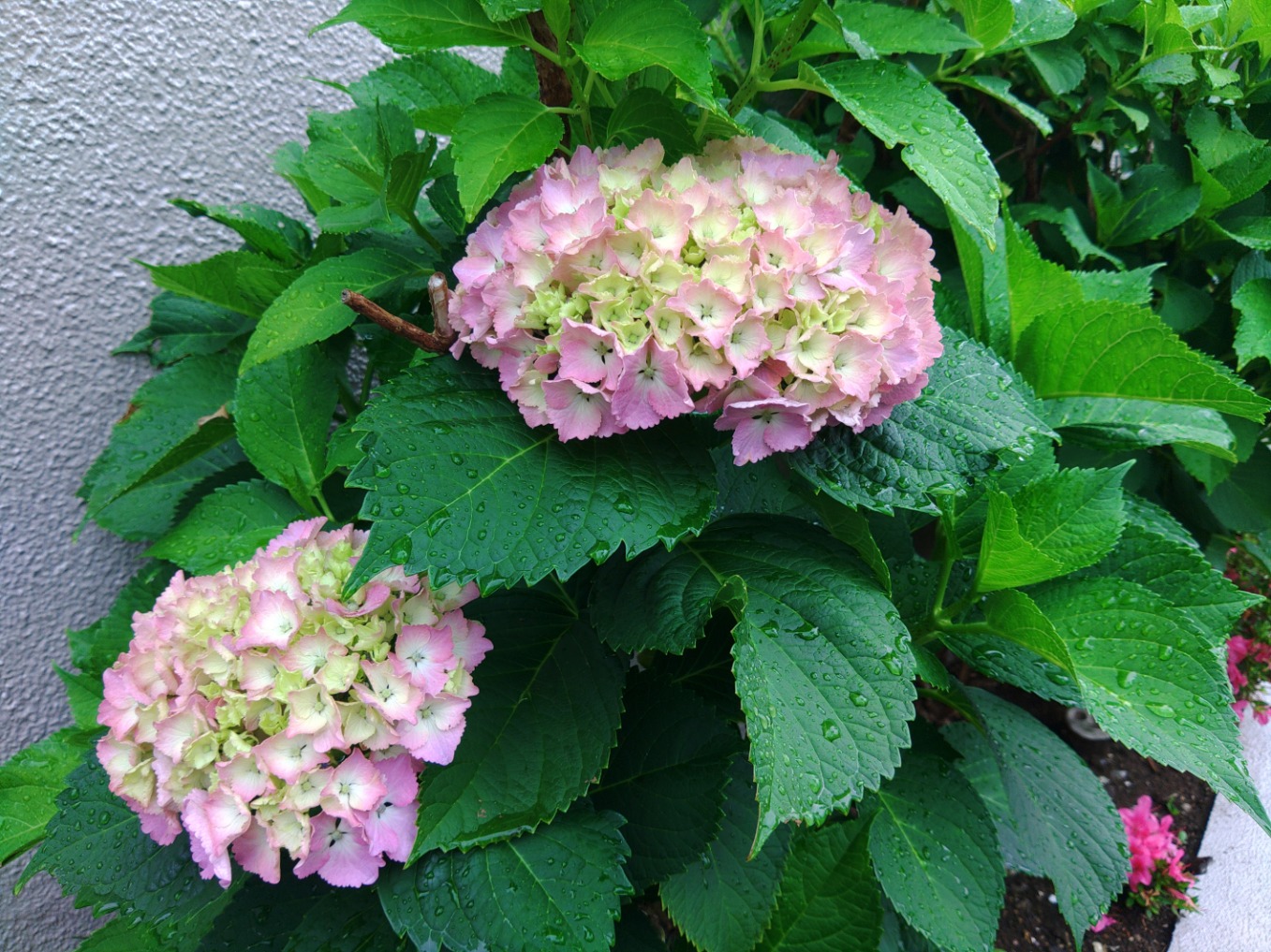5月末といえば。
