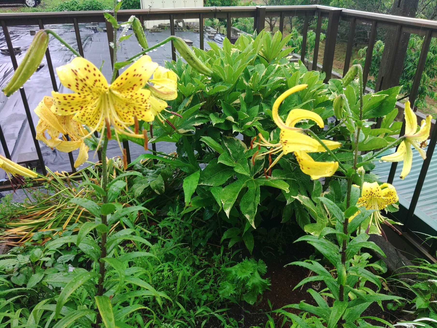 雨の一日。