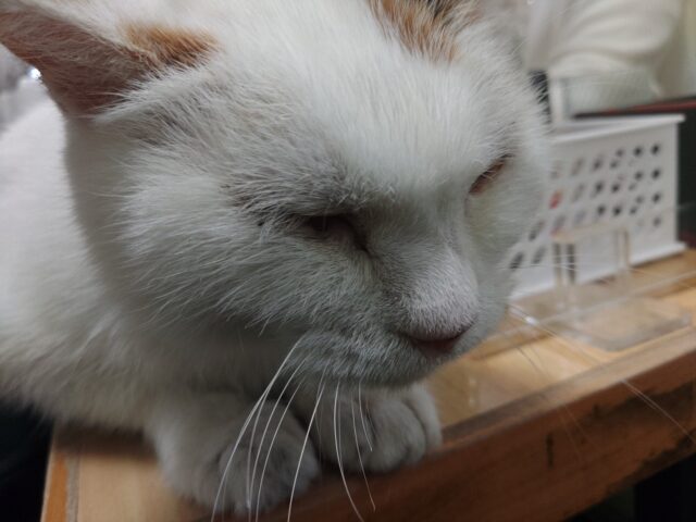 猫好きな方オススメ。