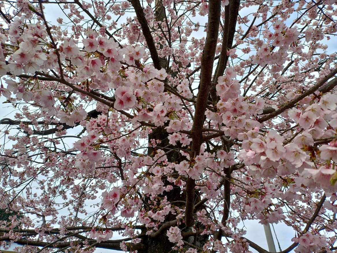 暖かくなりました。