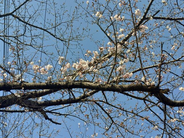 開花しましたね。