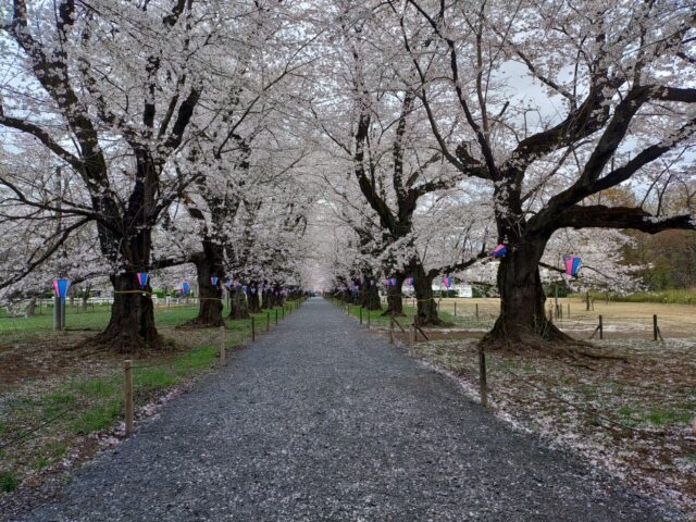 4月に入りました。