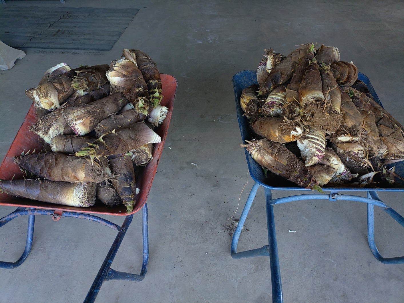 今年は早いです。